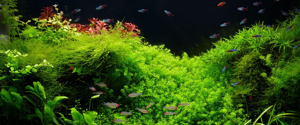 nawożenie roślin w akwarium