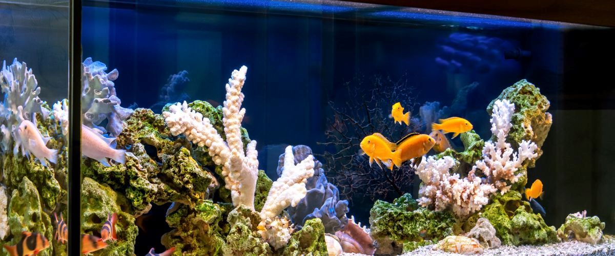 obsada akwarium morskiego