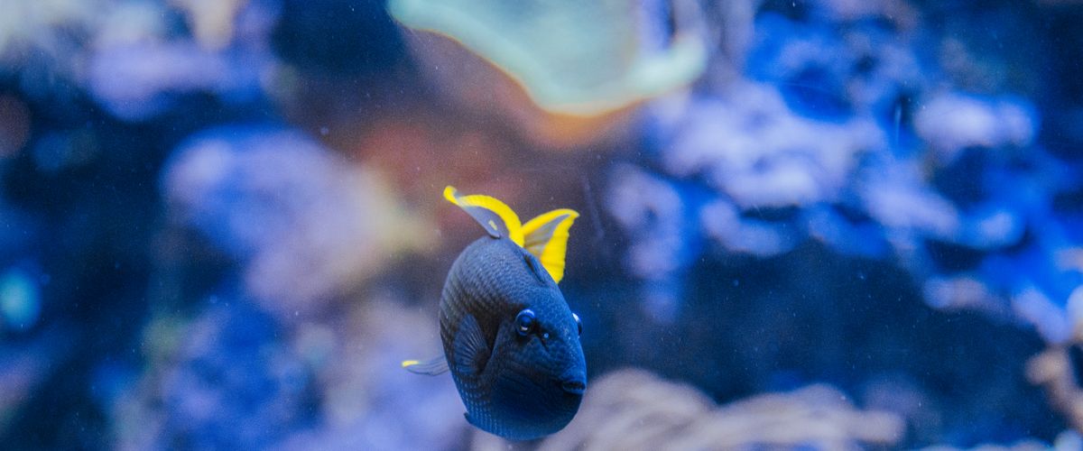Odpieniacze do akwarium – dlaczego są niezbędne?