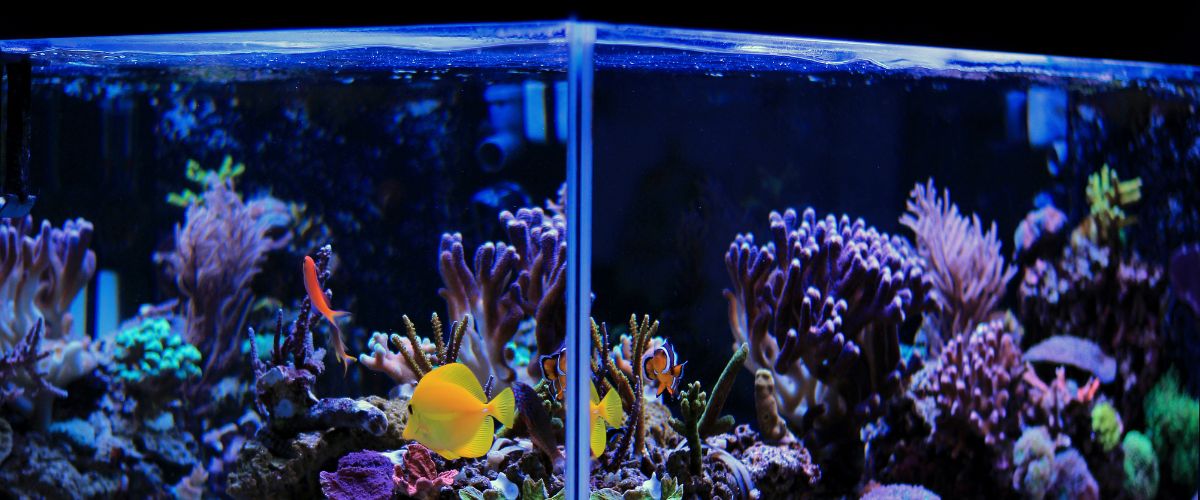 oświetlenie akwarium morskiego
