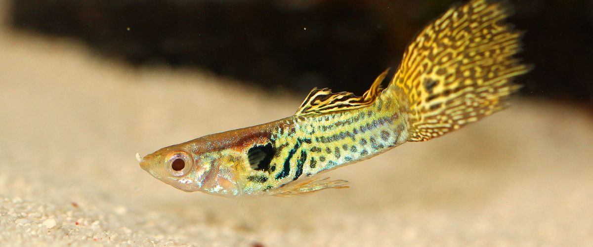 parametry wody w akwarium słodkowodnym