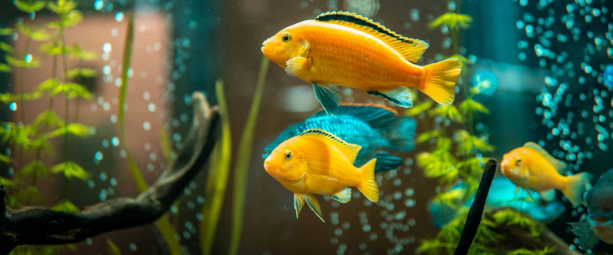 rybki do akwarium słodkowodnego
