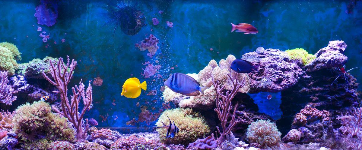 sól w akwarium morskim
